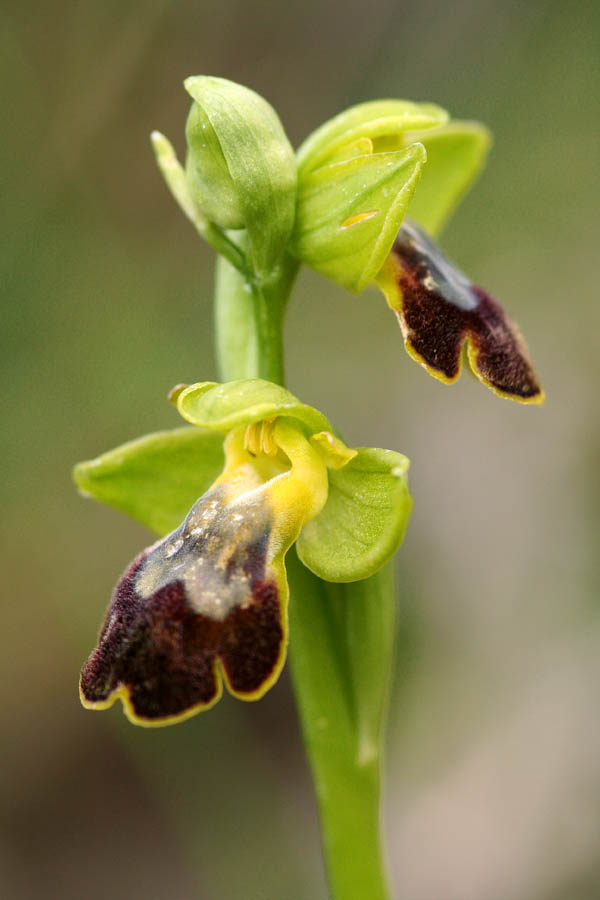 Ophrys del gruppo fusca